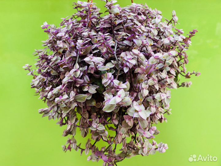 Колизия розовая пантера (мелколистная )