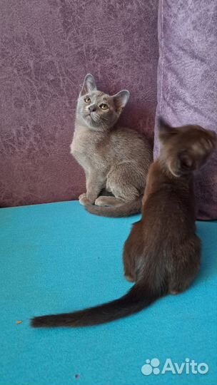 Бурманская