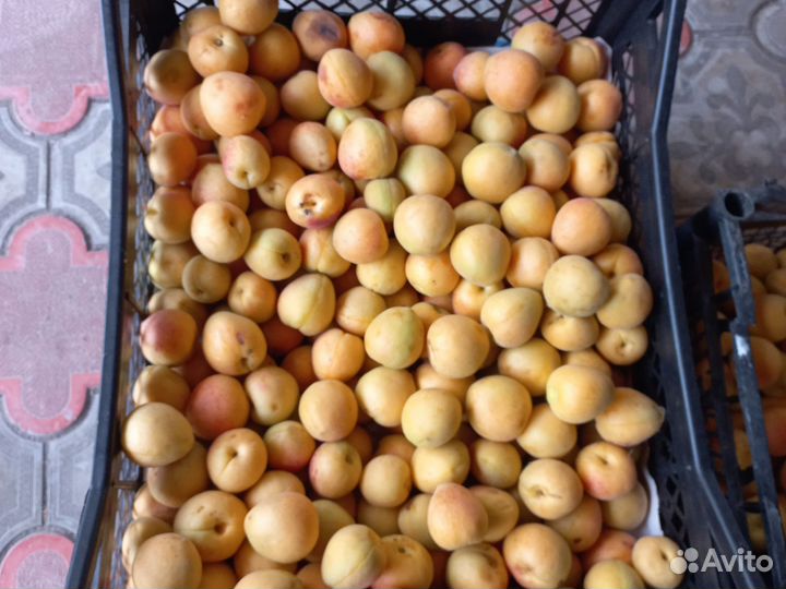 Абрикос свежий местный