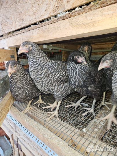 Куры молодки несушки доминант