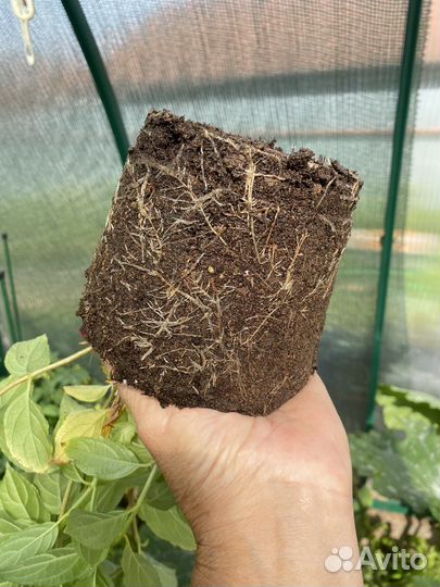 Гортензия Little Passion Литл Пэшн