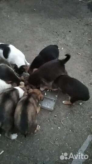 Щенки в добрые руки