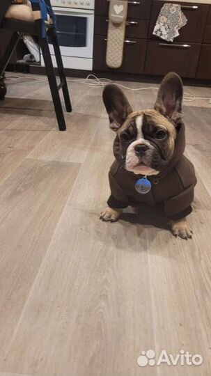 Толстовка для собаки