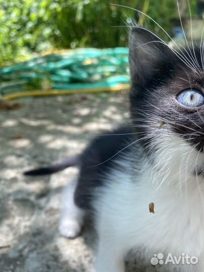 Котенок в добрые руки