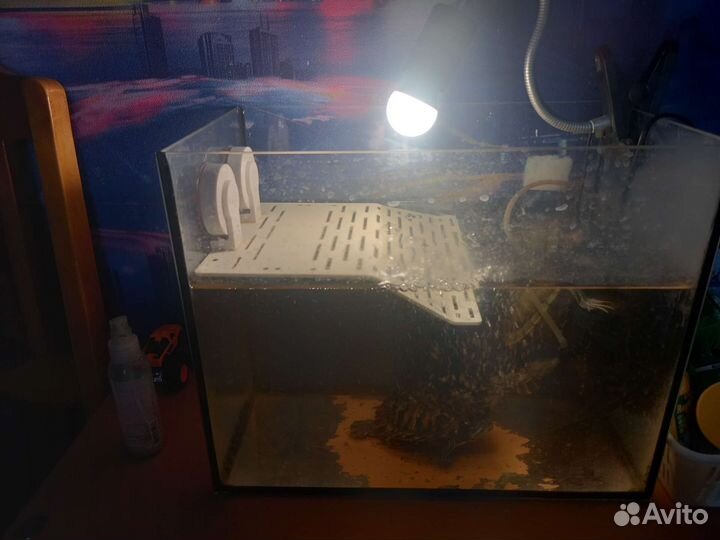 Аквариум с черепахами