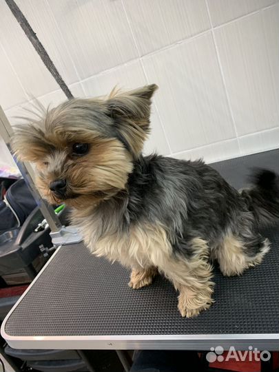 Груминг грумер стрижка собак