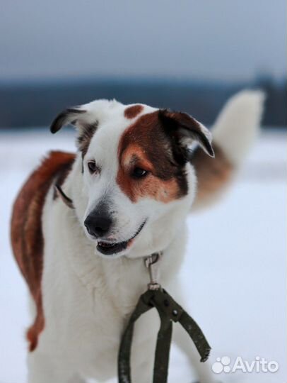 Собака Рэкс (Кекс) -Добрый, Радостный, Красивый