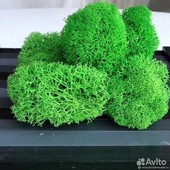 Стабилизированный мох производитель