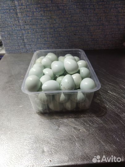 Яйца перепелиные и перепелята