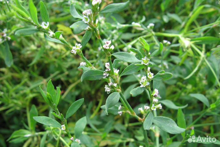 Семена спорыша (птичего горца)