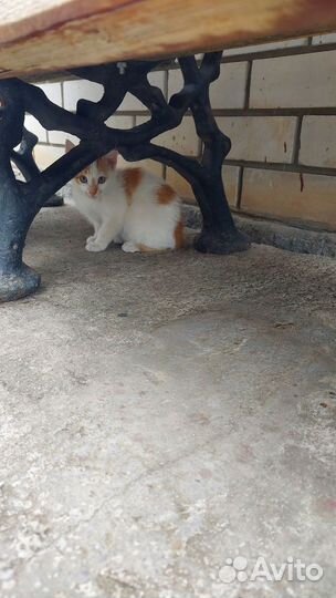 Отдам кот и кошка