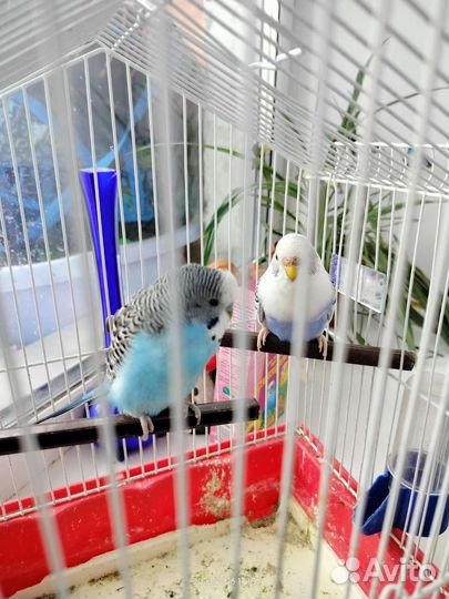 Волнистый попугай