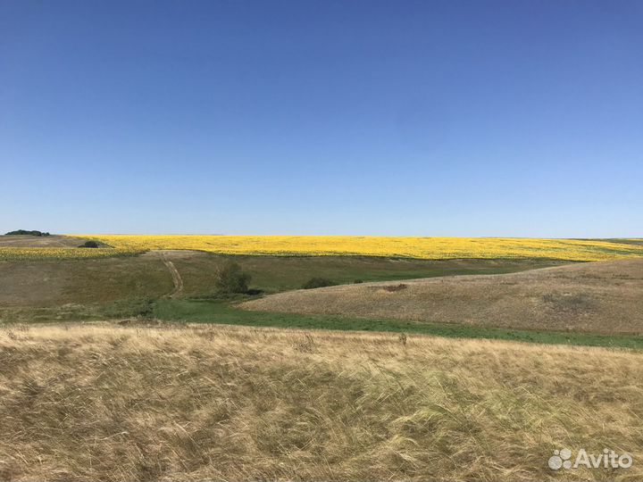 Масло подсолнечное