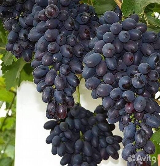 Саженцы винограда Кодрянка