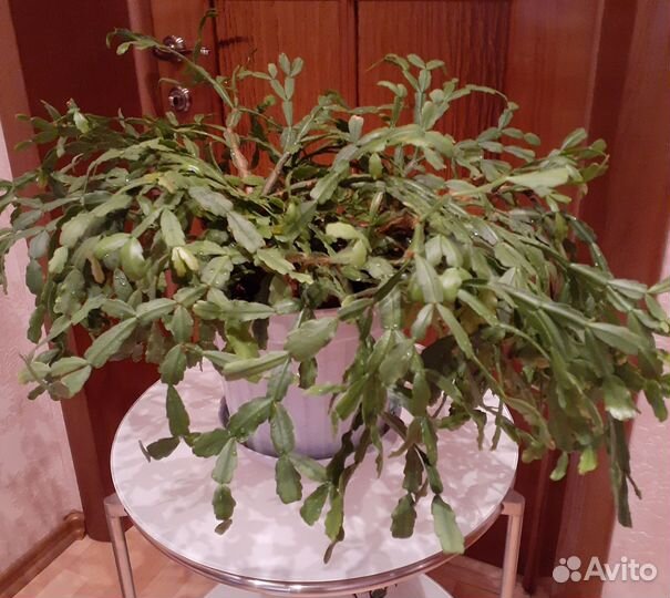 Комнатные цветы