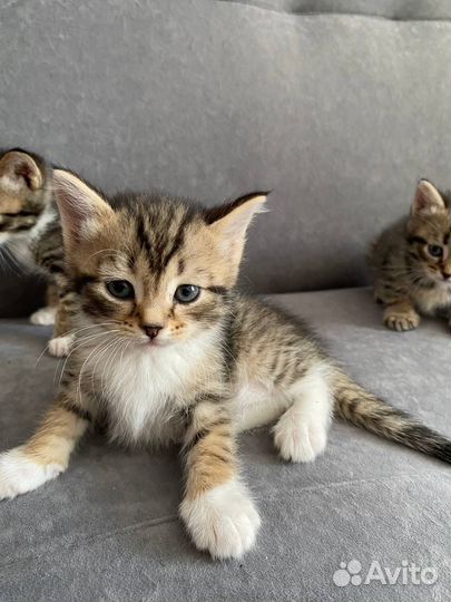 Котята