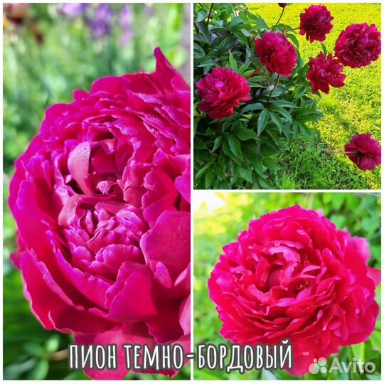 Пионы 4 сорта