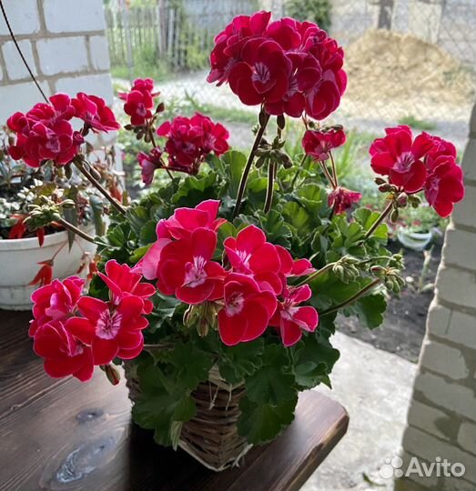 Герань пеларгония