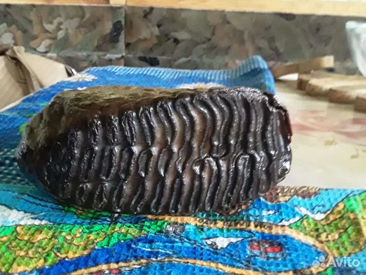 Зуб мамонта