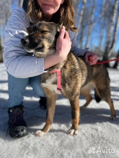 Ласковая собака грустит в приюте