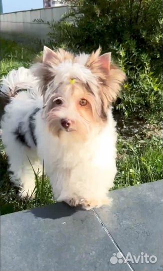 Цветной йорк биро