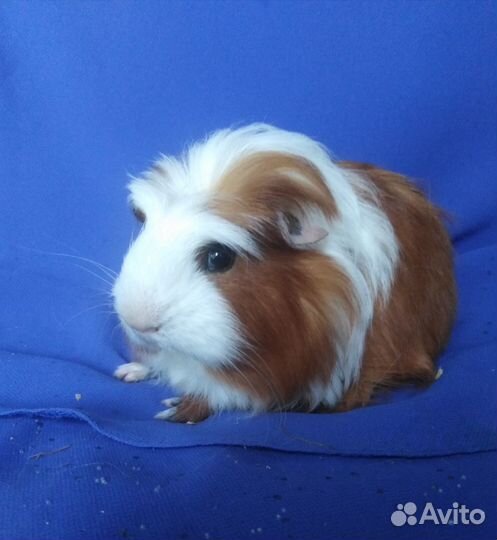 Породистые морские свинки