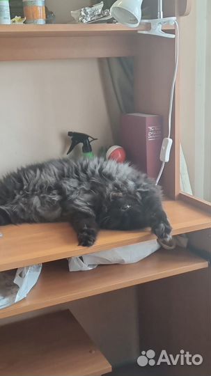 Бесплатно Шотландская кошка