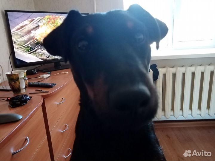 Ягдтерьер Вязка