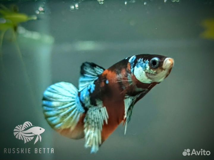 Петушок рыбка плакат айронмэн