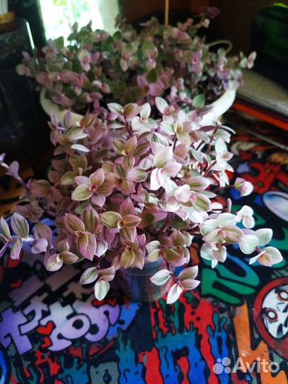 Коллизия розовая