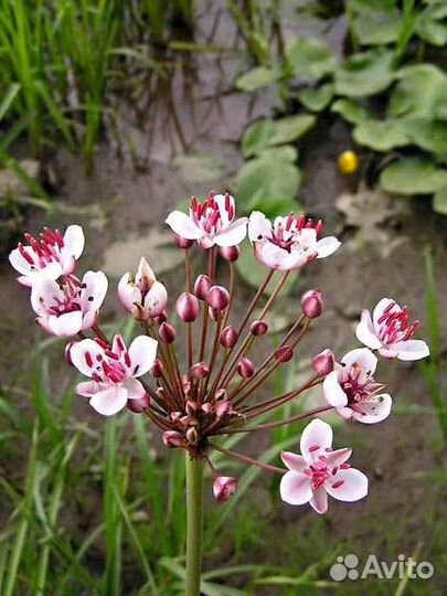 Рассада растений для пруда