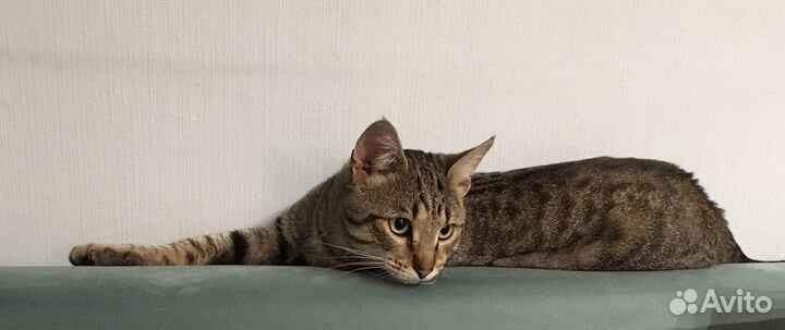 Кот в добрые руки