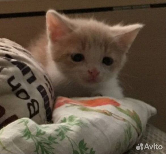 Отдам котенка