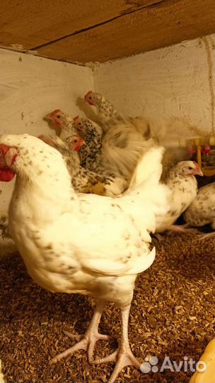 Петушки Пушкинской породы