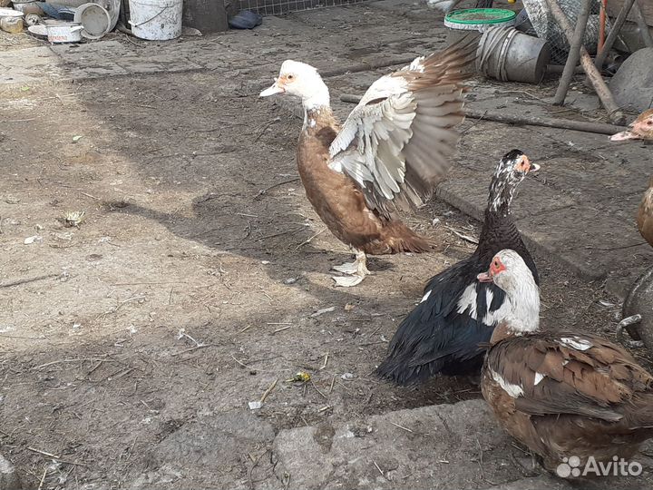 Индоутки (мускусные утки)