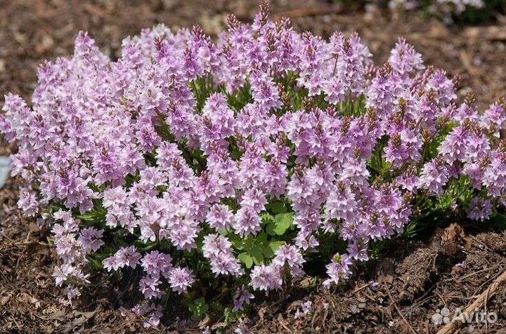 Вероника простертая Миссис Холт зкс Почта/Сдек