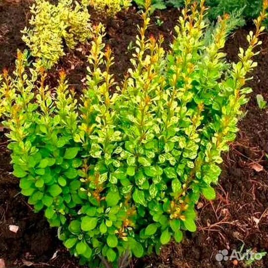 Барбарис тунберга