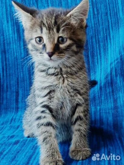 Маленький ласковый котенок ищет дом