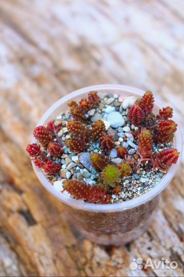 Набор суккулентов для сада