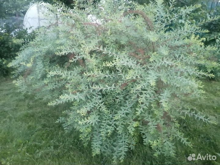 Сакура, войлочная вишня