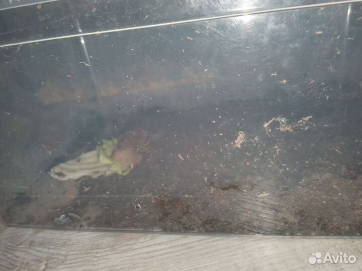 Улитки ахатины