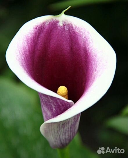 Клубни каллы