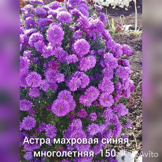 Хризантема корейская