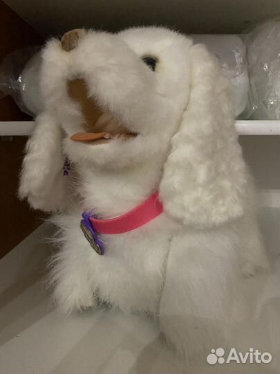 Собака на пульте управление