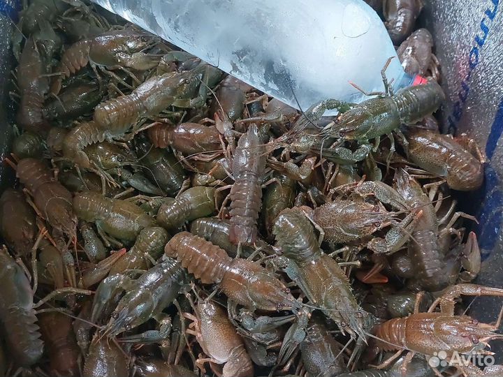 Варёные раки