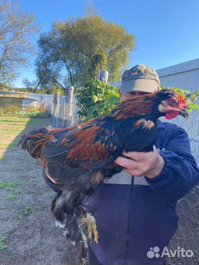 Молодые петухи