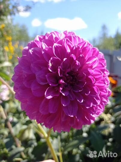 Георгины клубни