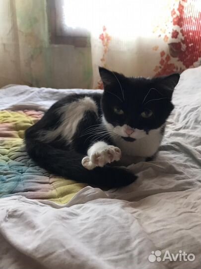 Котята отдам в добрые руки бесплатно