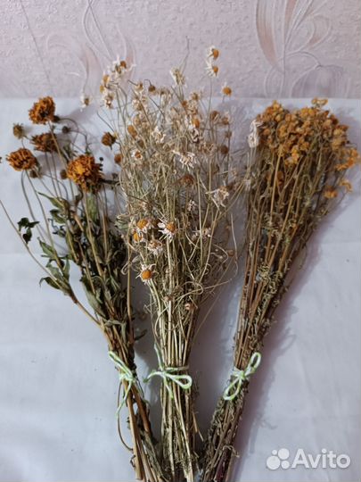 Сухоцветы для творчества