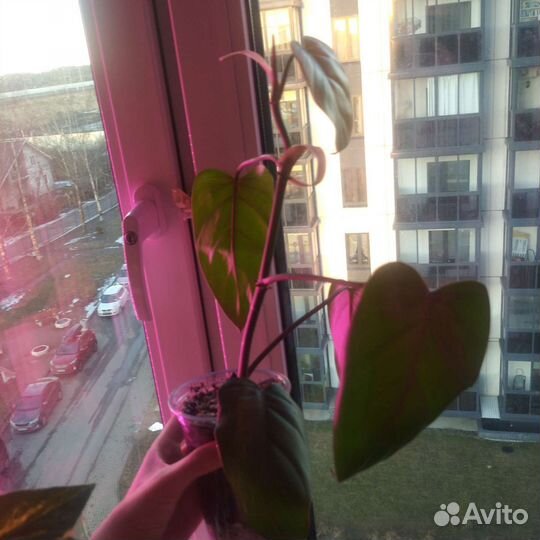 Продажа черенков и растений